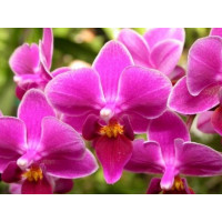 Phal. Zuma Pixie