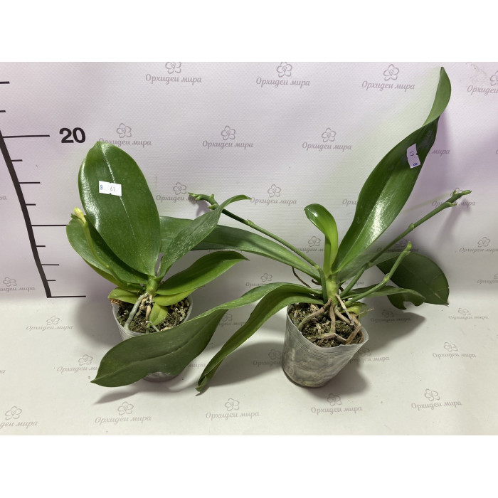 Фаленопсис (Mix) Фаленопсис (Mix)