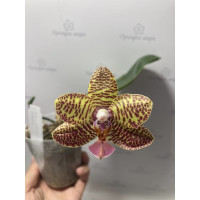 Phal. Mituo Sun Mituo № 2 x Ya Yi Qin