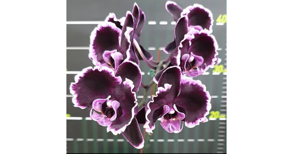 Phalaenopsis Summer Breath 401. Купить орхидею Phalaenopsis Summer