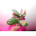 Фаленопсис (Formosa Cranberry Wilson бабочка уценка)
