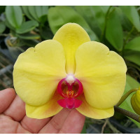 Phal. 1319