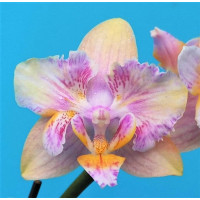 Phal. Monster метелик