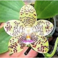 Phal. Gigantea Pearl