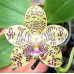 Фаленопсис (Gigantea Pearl)