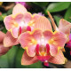 Phal. Fullers Gold Stripes бабочка