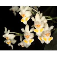 Phal. Gibossa