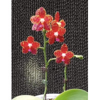 Phal. Pylos Mosaic Miro 