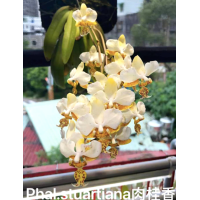 Phal. Stuartiana 2,5