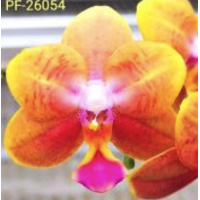 Phal. Profar Little Orange