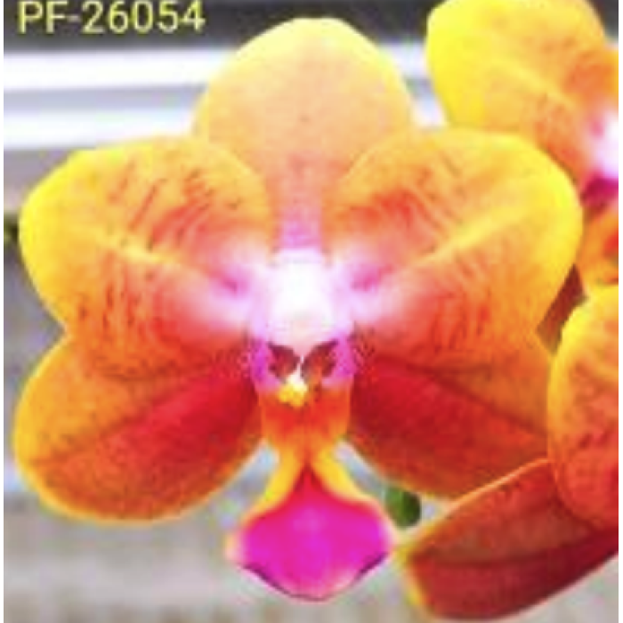 Фаленопсис (Profar Little Orange)
