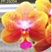 Фаленопсис (Profar Little Orange)