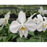 Phal. Amabilis Irian Jaya