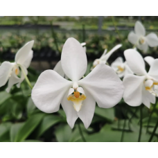 Phal. Amabilis Irian Jaya