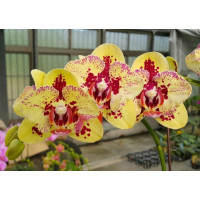 Phal. Jackpot бабочка