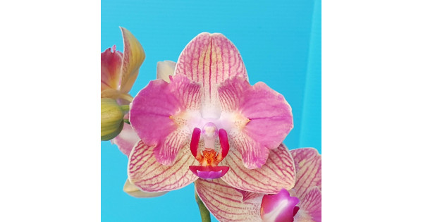 Орхидея Phal. Fullers Gold Stripes бабочка 1,7 - купить, доставка