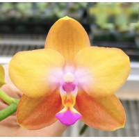 Phal. Orange Lady