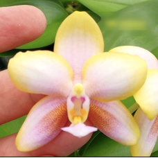 Phal. Baby Face