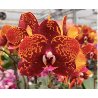Phal. Chienlung Black Parrot