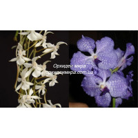 Aerangis Kotschyana x V. Coerulea