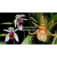 Coel. Usitana x Radicosa