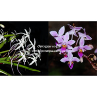 Neof. Falcata x Phal. Equestris