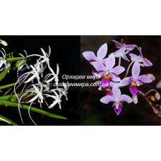 Neof. Falcata x Phal. Equestris