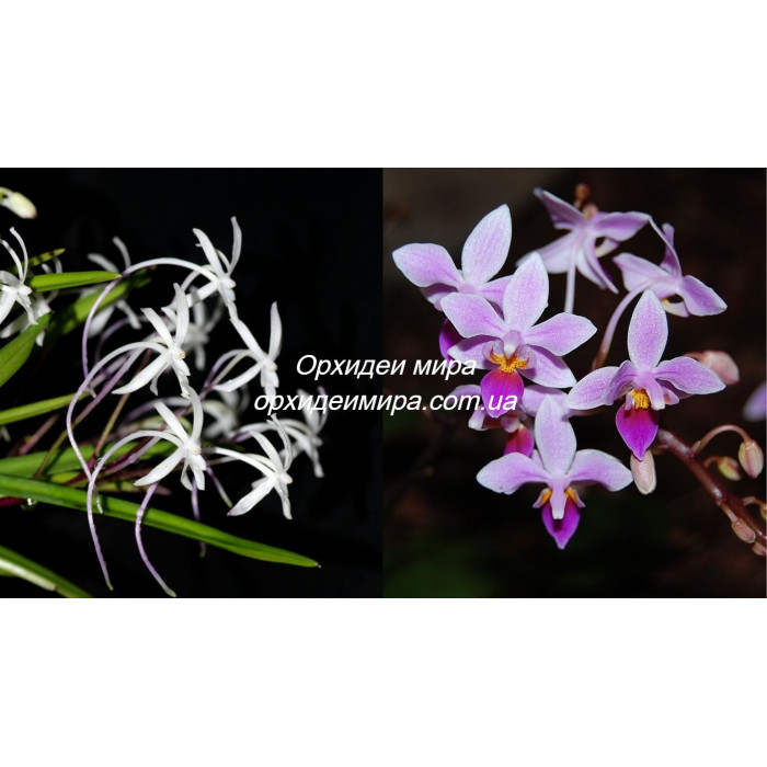 Neof. Falcata x Phal. Equestris