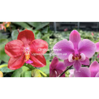 Phal. (Jongs Gigan Cherry x LDS Bear King) x Schilleriana