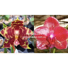 Phal. (Jongs Gigan Cherry x Hannover Passion) x Mituo Sun Mituo #1