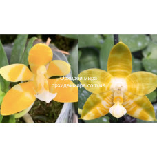 Phal. (Mambo-P.K.) flava x Yaphon Yellow Bomb