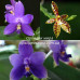 Фаленопсис ((Violacea indigo × Cornu-cervi) x Violacea indigo)