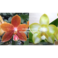 Phal. (Yaphon Nicegirl x Zheng Min Trrannosaurus) x Yaphon Lover