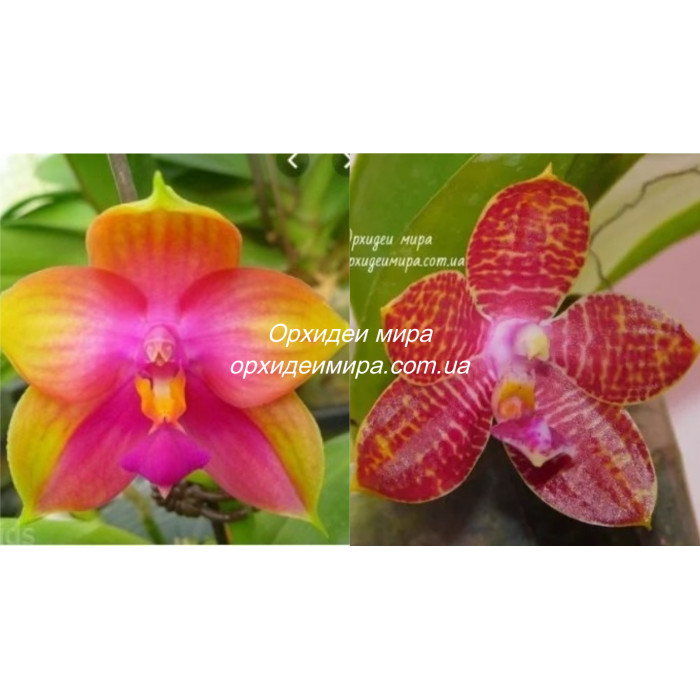 Фаленопсис ((Yins Bellina Kaiulani x Ya Yi Qin) x Zheng Min Tyrannosaurus)