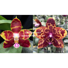 Phal. Brother Ambo Passion x GW Green World