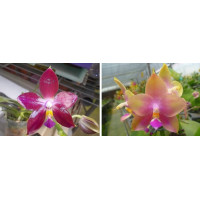 Phal. Chienlung Red King R-2 x Mituo Prince