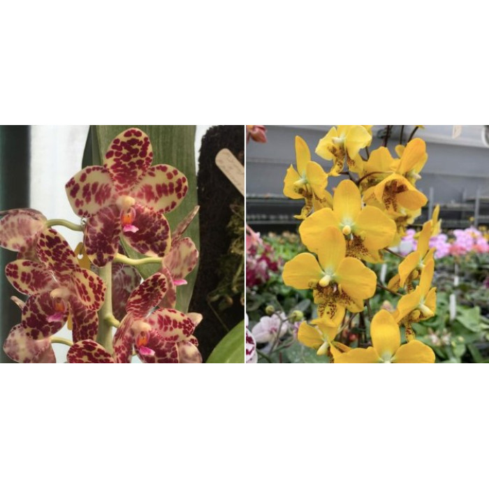 Фаленопсис Гигантея А x Стюартина Еллоу (Gigantea A x Stuartiana Yellow)