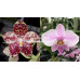 Фаленопсис (Gigantea x Schilleriana) Фаленопсис (Gigantea x Schilleriana)
