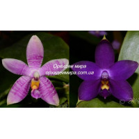 Phal. Jennifer Palermo x Violacea Indigo 1,7