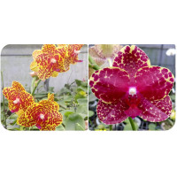 Phal. Joy Fortune Diamond Miro x Miro Spring Girl Miro 3