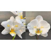 Phal. Lius Pale Micholitzii метелик x Sogo Yukidian метелик