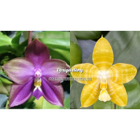 Phal. Mituo Blue Bear M-5 x Yaphon Goodness Flava