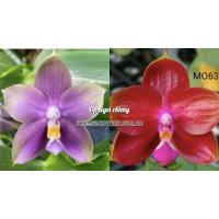 Phal. Mituo Blue Bear Mituo #1 x (Mituo Super Star x Ya Yi Qin)