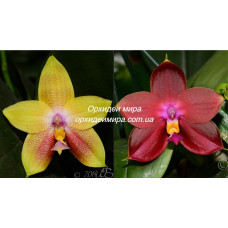 Phal. Mituo Gelb Eagle