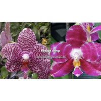 Phal. Mituo Go Gi Mituo#2 x Mituo Golden Tiger Red Dragon