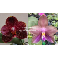 Phal. Mituo Sun x Mituo Prince blue