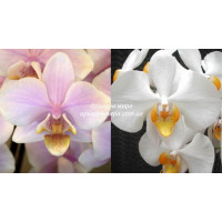 Phal. Pinlong Cheris x Kungs Amar Philip