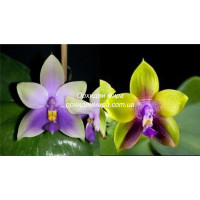 Phal. Samera Blue x (Nobbys Green Eagle x Dragon Tree Eagle) x Samera 1,7