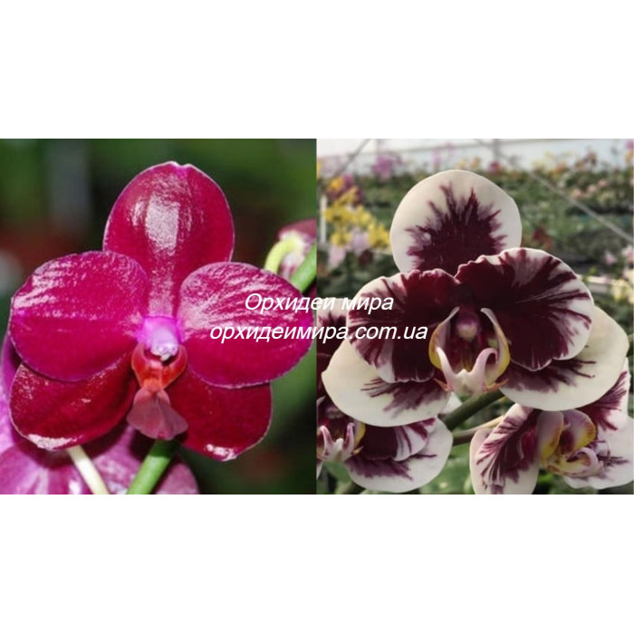 Фаленопсис (Sogo Relex F 1661 × Hsinying Little Knight Voodoo)