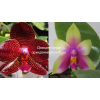 Phal. Yaphon Mituo Sir x Yins Bellina Queen